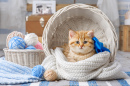 Striped Kitten in a Basket